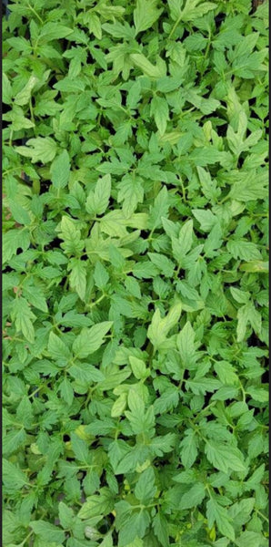 Big Boy Hybrid Tomato Starter Live Plants - 4 Seedlings