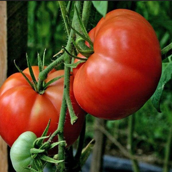 Big Boy Hybrid Tomato Starter Live Plants - 4 Seedlings