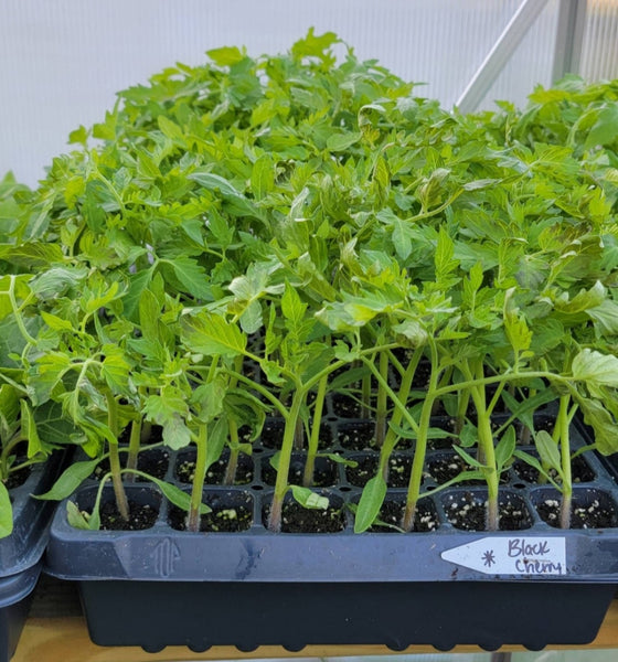 Black Cherry Tomato Starter Live Plants - 4 Seedlings