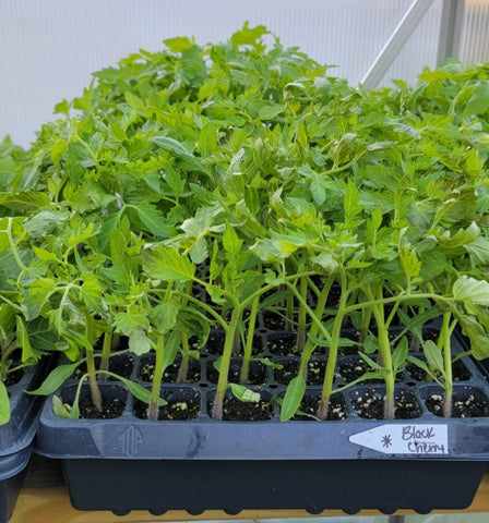 Black Cherry Tomato Starter Live Plants - 4 Seedlings