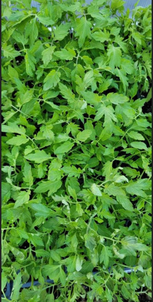 Black Cherry Tomato Starter Live Plants - 4 Seedlings