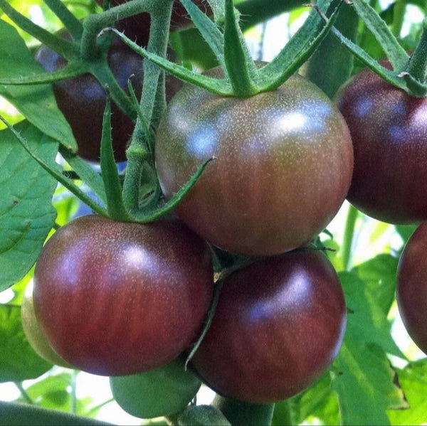 Black Cherry Tomato Starter Live Plants - 4 Seedlings