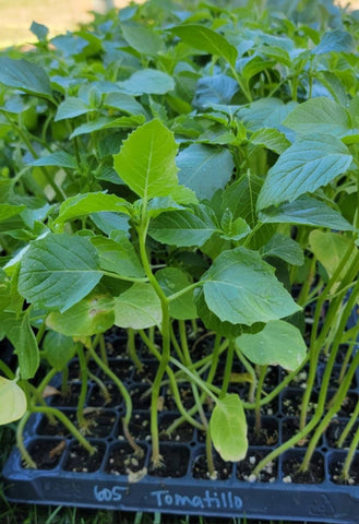 Tomatillo Verde Starter Live Plants - 4 Seedlings