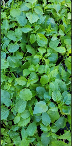 Tomatillo Verde Starter Live Plants - 4 Seedlings