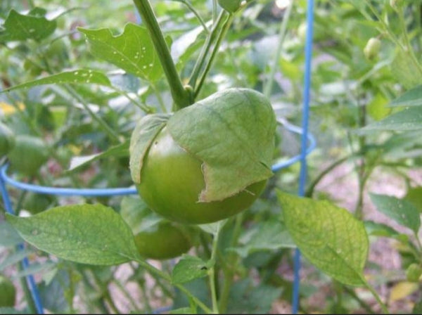 Tomatillo Verde Starter Live Plants - 4 Seedlings