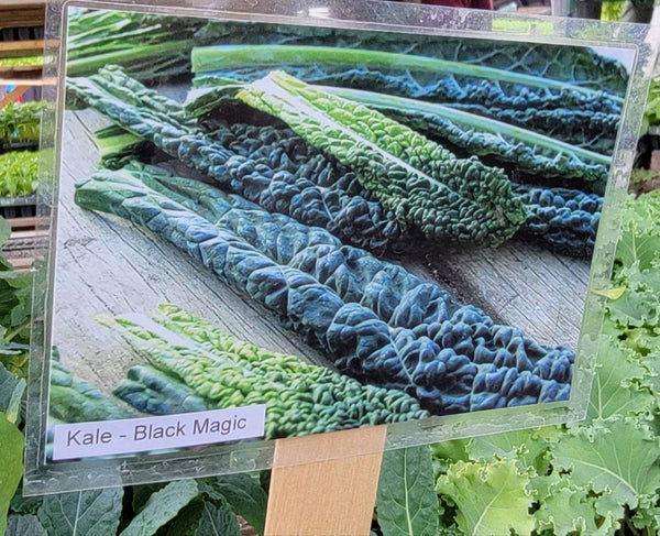 Kale Black Magic Lacinato Starter Live Plants - 6 Seedlings