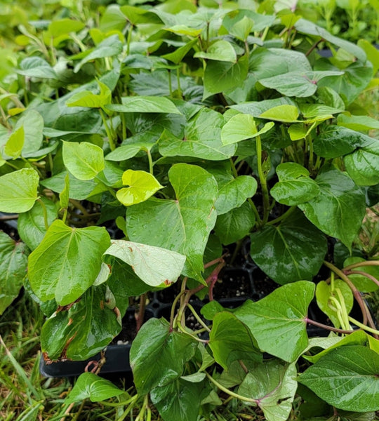 Japanese Sweet, Red Skin Yellow Flesh Potato Starter Live Plants - 4 Rooted Slips