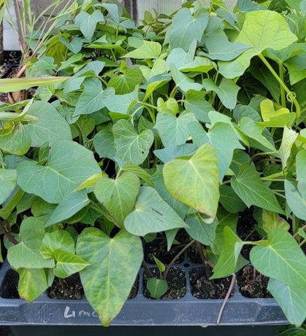 Purple Sweet Potato Starter Live Plants - 4 Rooted Slips