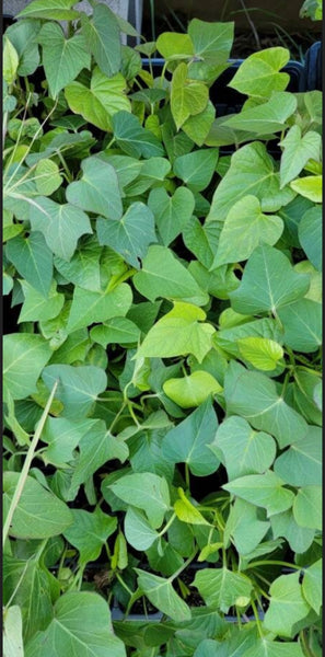Purple Sweet Potato Starter Live Plants - 4 Rooted Slips