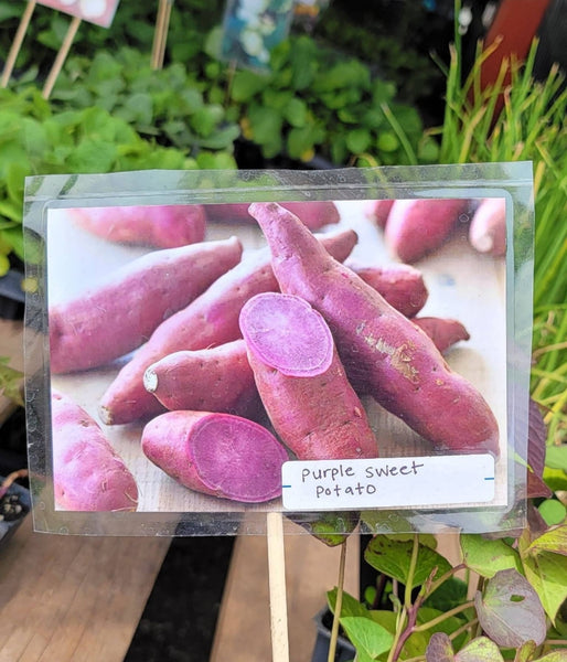 Purple Sweet Potato Starter Live Plants - 4 Rooted Slips