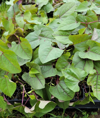 Purple Hyacinth Bean Starter Live Plants - 4 Seedlings