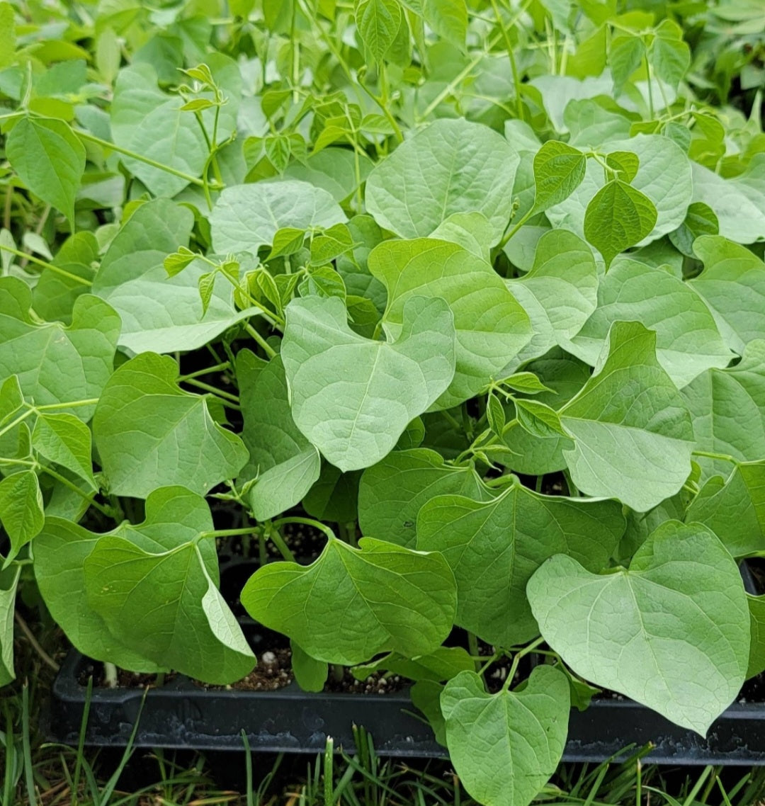 Green Hyacinth Bean Starter Live Plants - 4 Seedlings