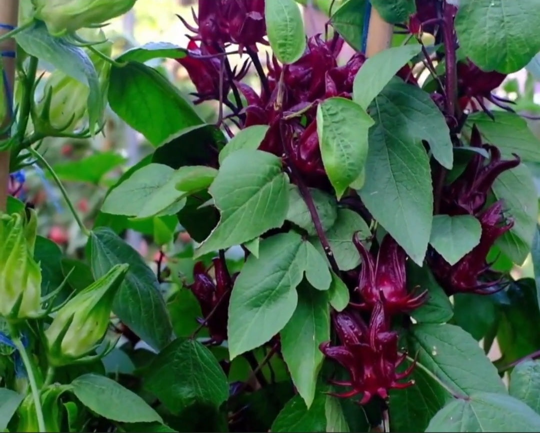Roselle Hibiscus, Hibiscus Sabdariffa Starter Live Plants - 4 Seedlings