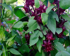 Roselle Hibiscus, Hibiscus Sabdariffa Starter Live Plants - 4 Seedlings