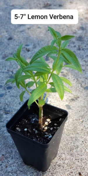 Lemon Verbena Aloysia Triphylla Herbs Live Plants - 2.5" pot
