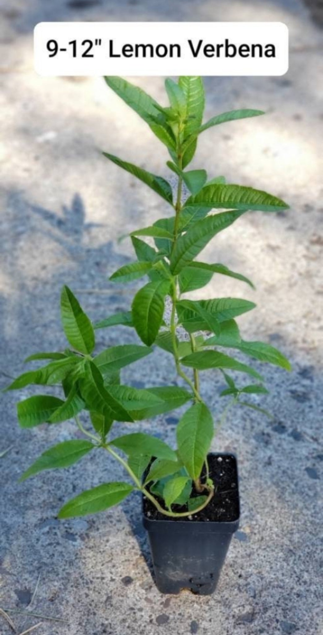 Aloysia citriodora (Lemon Beebrush, Lemon Verbena)