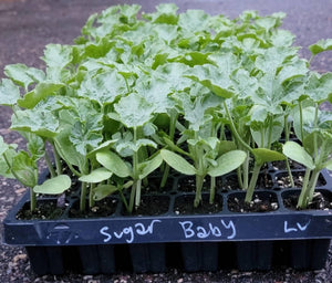 Sugar Baby Watermelon Starter Live Plants - 4 Seedlings