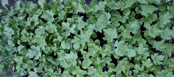 Sugar Baby Watermelon Starter Live Plants - 4 Seedlings