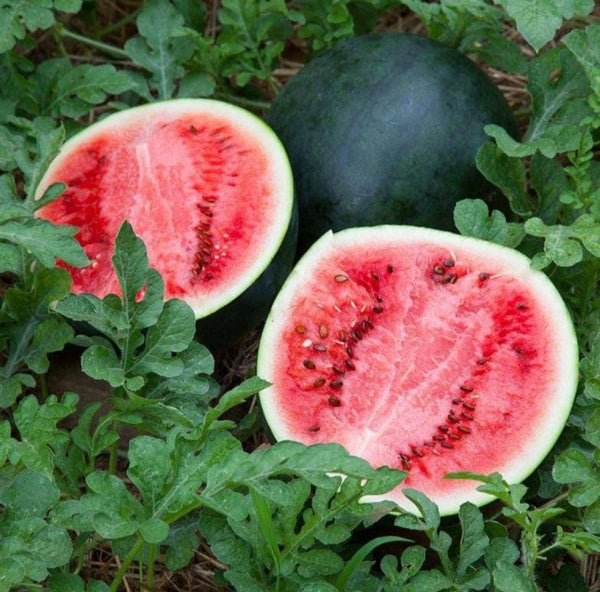 Sugar Baby Watermelon Starter Live Plants - 4 Seedlings