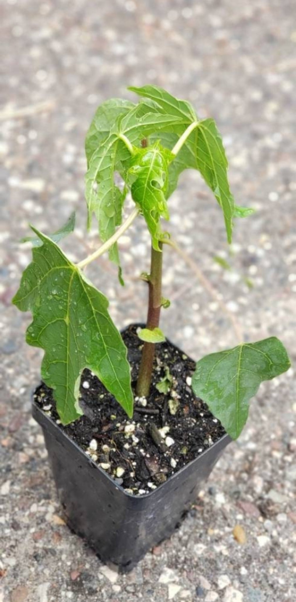 can i plant papaya in a pot Papaya Fruit Tree Starter Live Plant