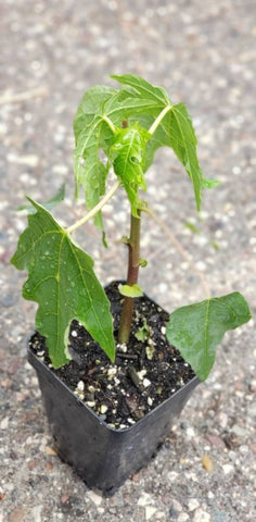 Papaya Fruit Tree Starter Live Plant - 2.5" pot