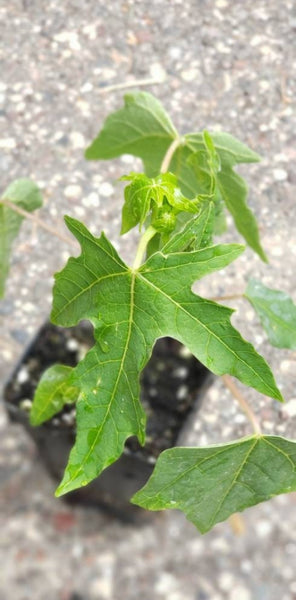 Papaya Fruit Tree Starter Live Plant - 2.5" pot