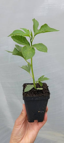 Green Passion Fruit Vine Live Plants - 1 Seedling