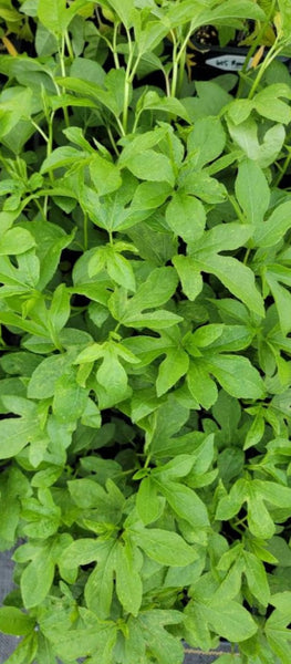 Green Passion Fruit Vine Live Plants - 1 Seedling