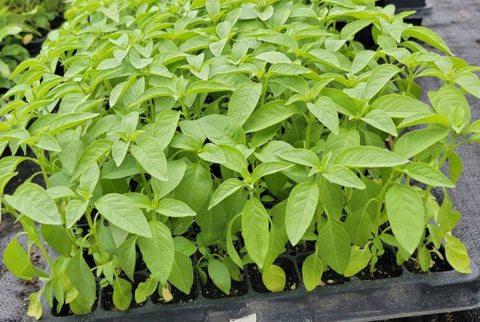 Lemon Basil Herbs Starter Live Plants - 4 Seedlings