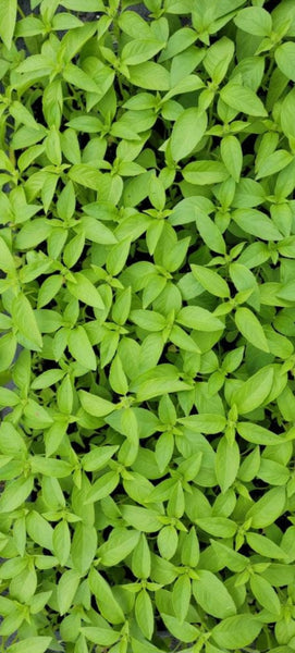 Lemon Basil Herbs Starter Live Plants - 4 Seedlings