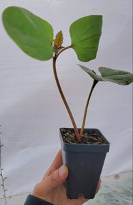Castor Beans Starter Live Plants - 2.5" pot