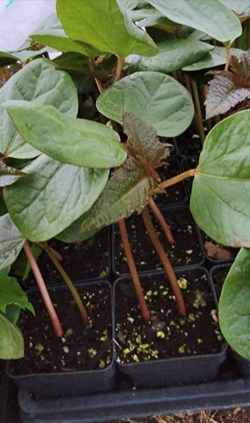 Castor Beans Starter Live Plants - 2.5" pot