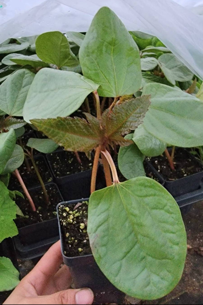 can you grow castor bean plants in pots Castor Beans Starter Live Plants