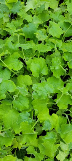 snake gourd companion plants Snake Gourd Starter Live Plants