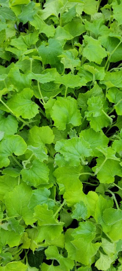 Snake Gourd Starter Live Plants - 4 Seedlings