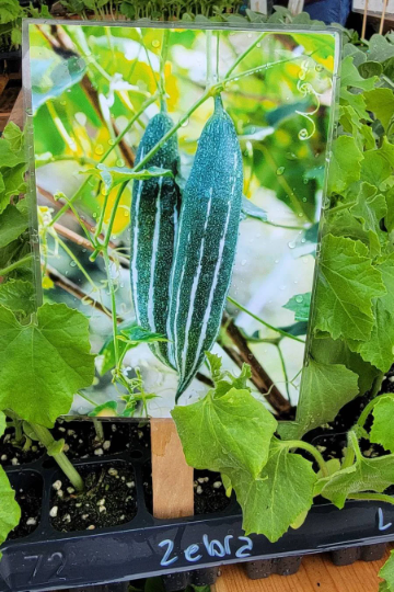 Snake Gourd Starter Live Plants - 4 Seedlings