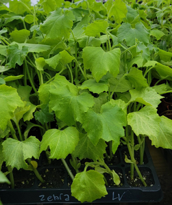 Snake Gourd Starter Live Plants - 4 Seedlings