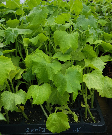 snake gourd planting Snake Gourd Starter Live Plants