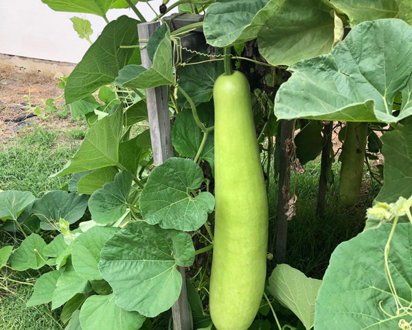 Bottle Gourd, Opo, Cucuzzi Squash Starter Live Plants - 4 Seedlings