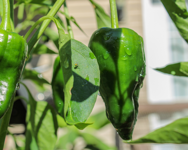 Poblano Ancho Pepper Starter Live Plants - 4 Seedlings