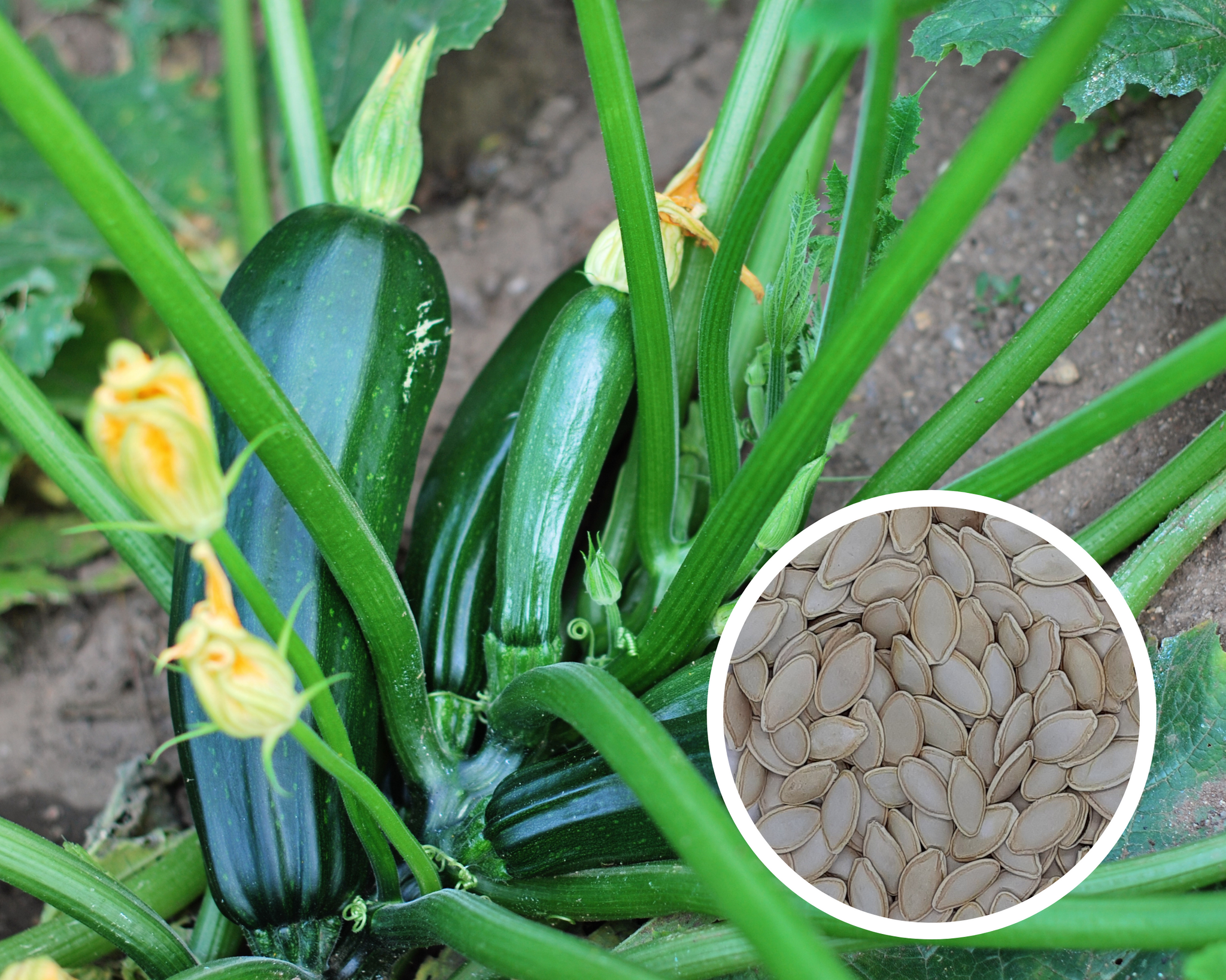 Dark Green Zucchini Squash (Summer) Seeds Heirloom Non-GMO (35+ Seeds)