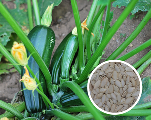 Dark Green Zucchini Squash (Summer) Seeds Heirloom Non-GMO (35+ Seeds)