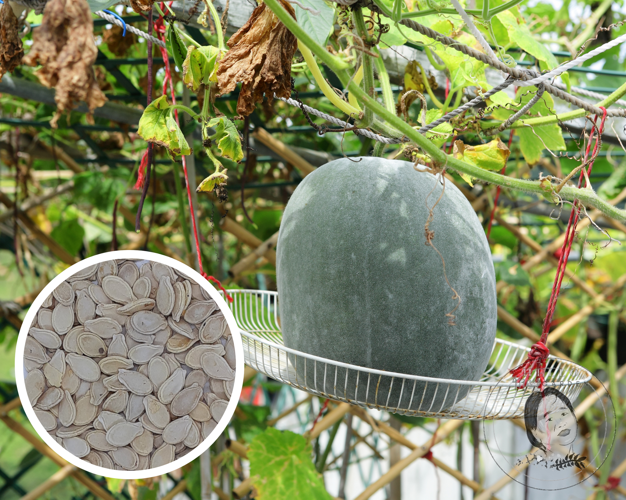 ash gourd seeds for planting Round Winter Melon Wax Gourd Seeds Heirloom Non-GMO (25+ Seeds)
