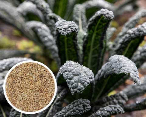 Lacinto, Black Tuscan Kale Seeds Heirloom Non-GMO (100+ Seeds)