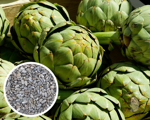 Artichoke Green Globe Seeds Heirloom Non-GMO (50+ Seeds)