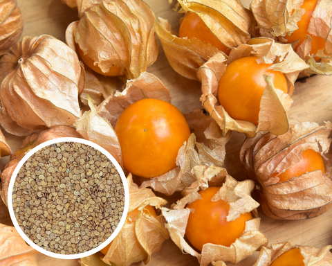 Cape Gooseberries, Ground Cherry Tomatillo, Physalis Peruviana Seeds Heirloom Non-GMO (300+ Seeds)