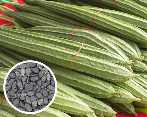 Ridge Gourd, Chinese Okra, Angled Luffa Seeds Heirloom Non-GMO (25+ Seeds)