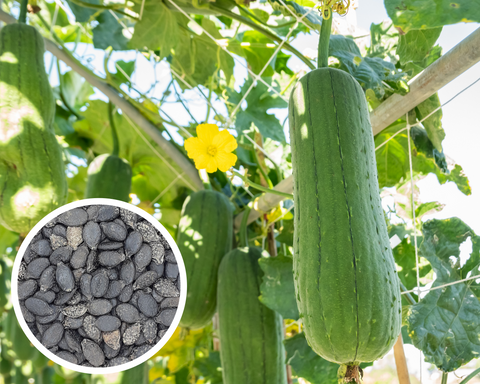 Luffa Gourd, Dishcloth Gourd Seeds Non-GMO (25+ Seeds)