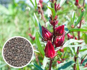 Roselle, Red Hibiscus, Asian Sour Leaf Heirloom Non-GMO See Hello May Garden