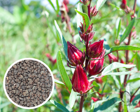 Roselle, Red Hibiscus, Asian Sour Leaf Seeds Heirloom Non-GMO (50+ Seeds)